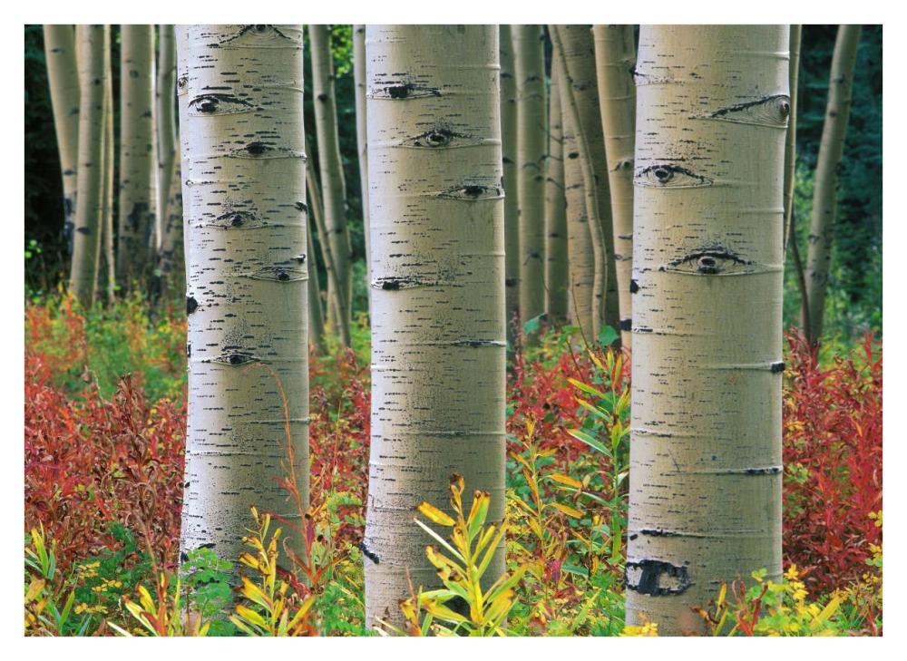 Aspen trunks, Colorado-Paper Art-38"x27.56"
