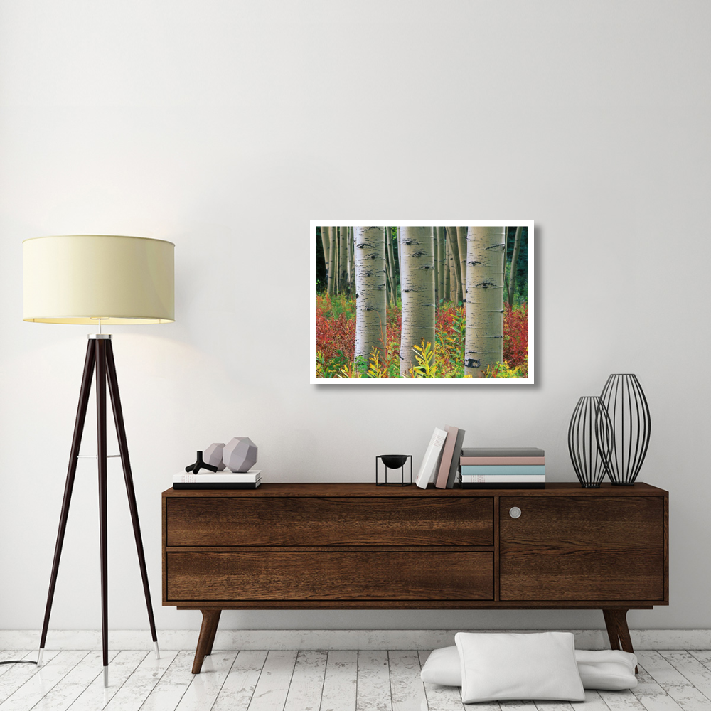 Aspen trunks, Colorado-Paper Art-38&quotx27.56"