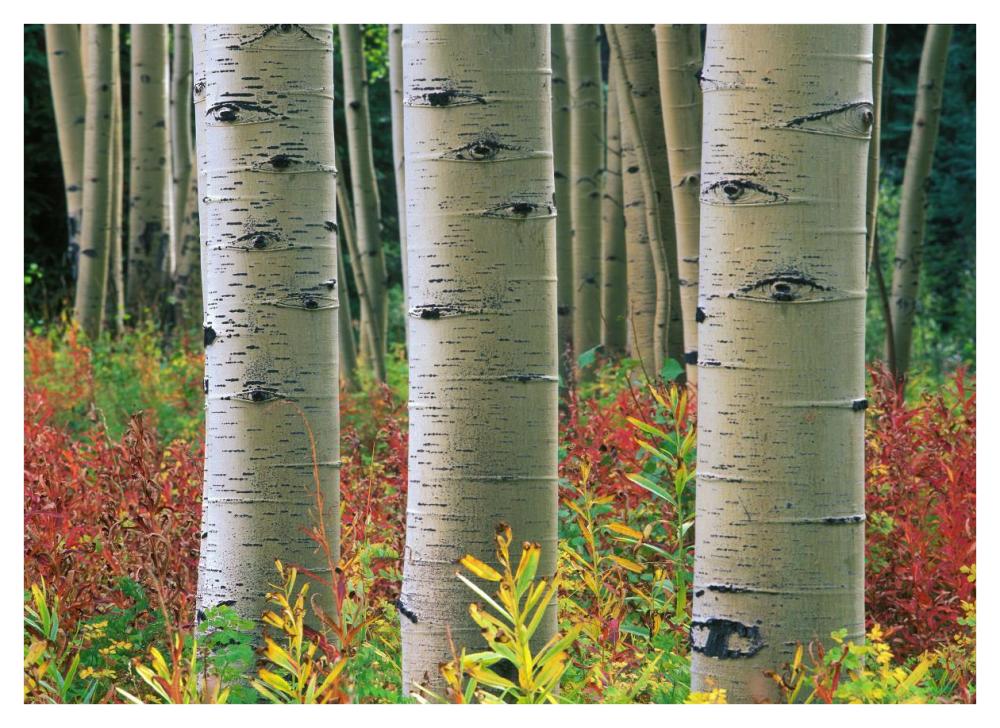Aspen trunks, Colorado-Paper Art-42"x30.4"