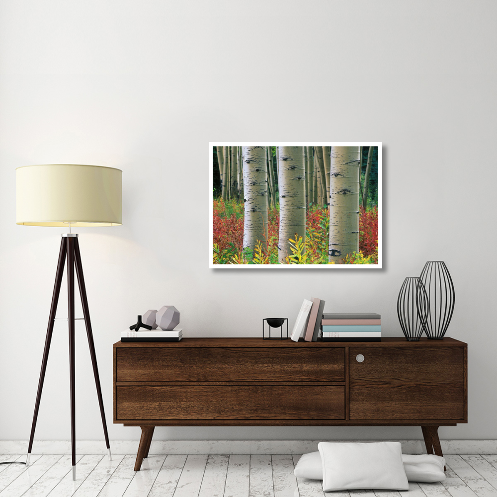 Aspen trunks, Colorado-Paper Art-42&quotx30.4"