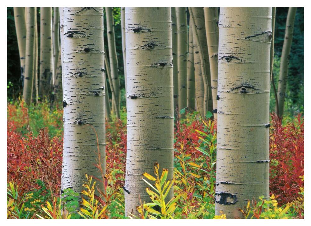 Aspen trunks, Colorado-Paper Art-46"x33.24"