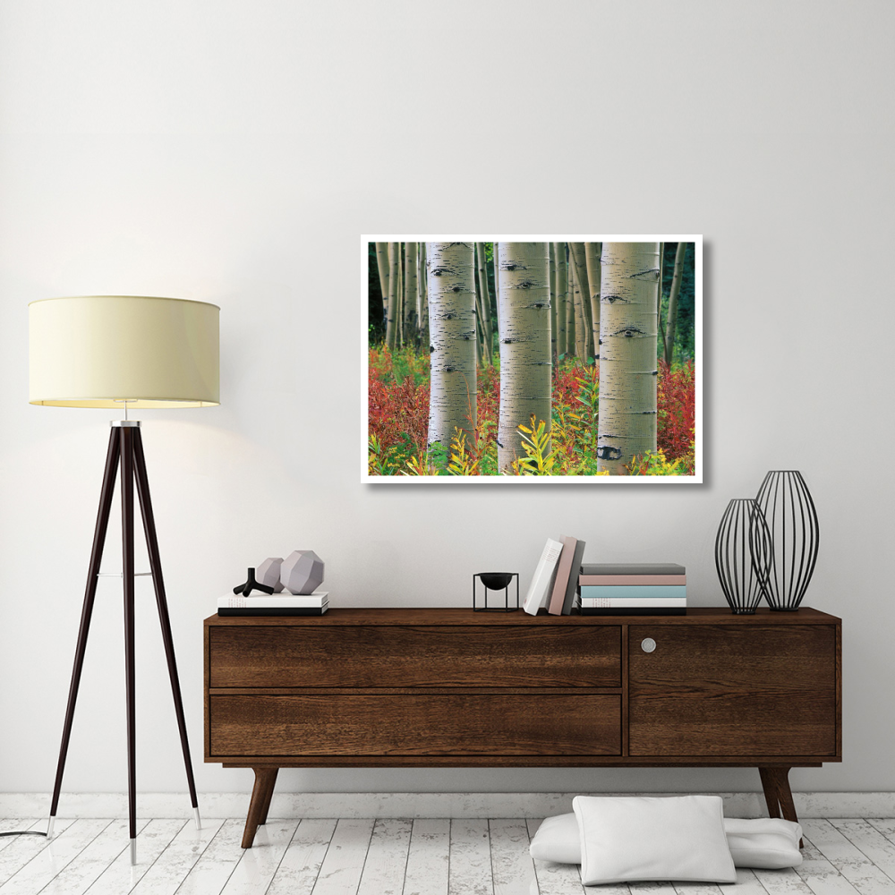 Aspen trunks, Colorado-Paper Art-46&quotx33.24"