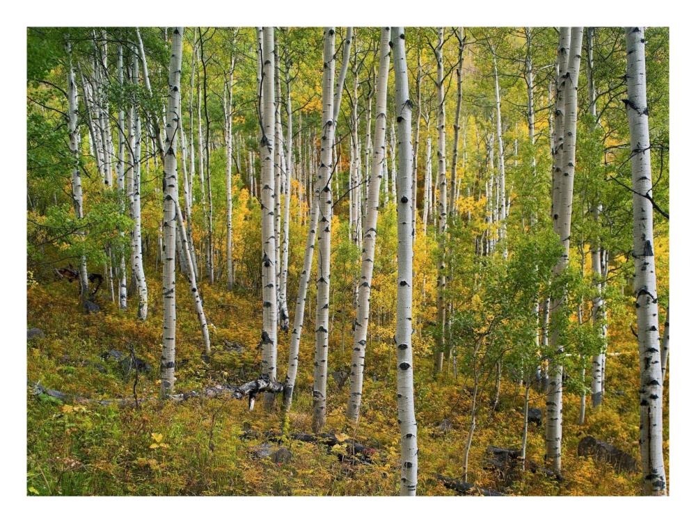 Aspen forest, Colorado-Paper Art-26"x20"