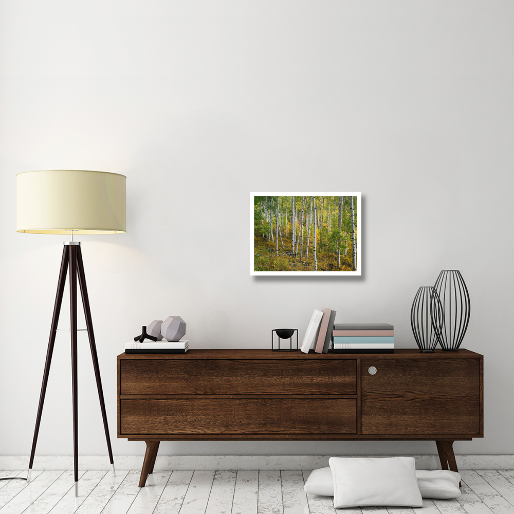 Aspen forest, Colorado-Paper Art-26&quotx20"