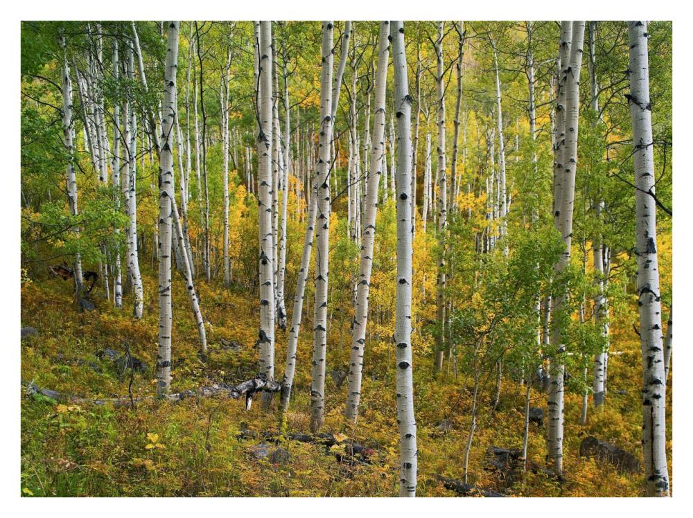 Aspen forest, Colorado-Paper Art-34"x26"