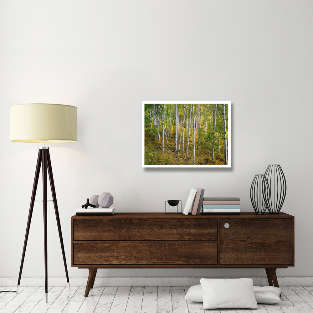 Aspen forest, Colorado-Paper Art-34&quotx26"