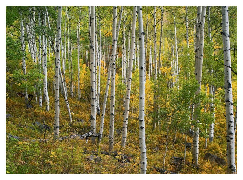 Aspen forest, Colorado-Paper Art-42"x32"