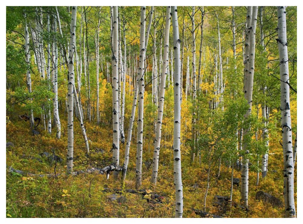 Aspen forest, Colorado-Paper Art-50"x38"