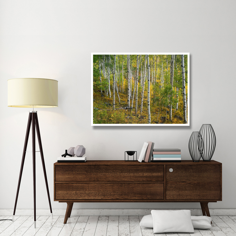Aspen forest, Colorado-Paper Art-50&quotx38"