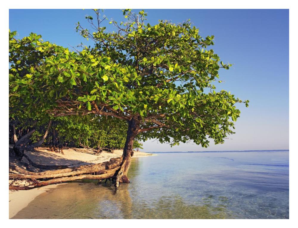 Roatan Island, Honduras-Paper Art-34"x26"
