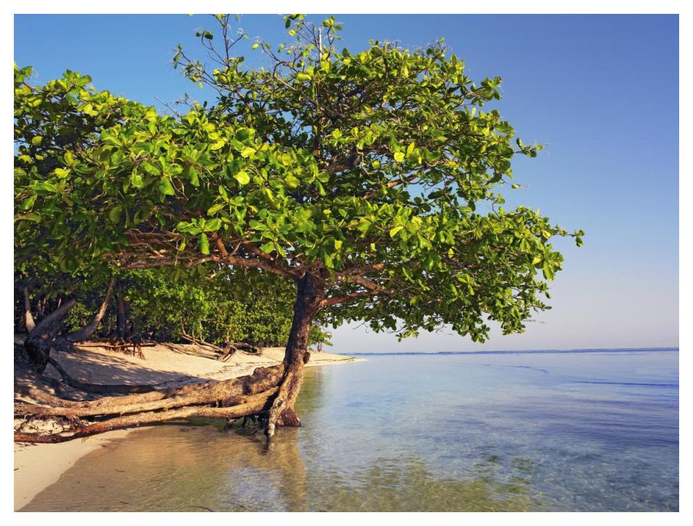 Roatan Island, Honduras-Paper Art-50"x38"