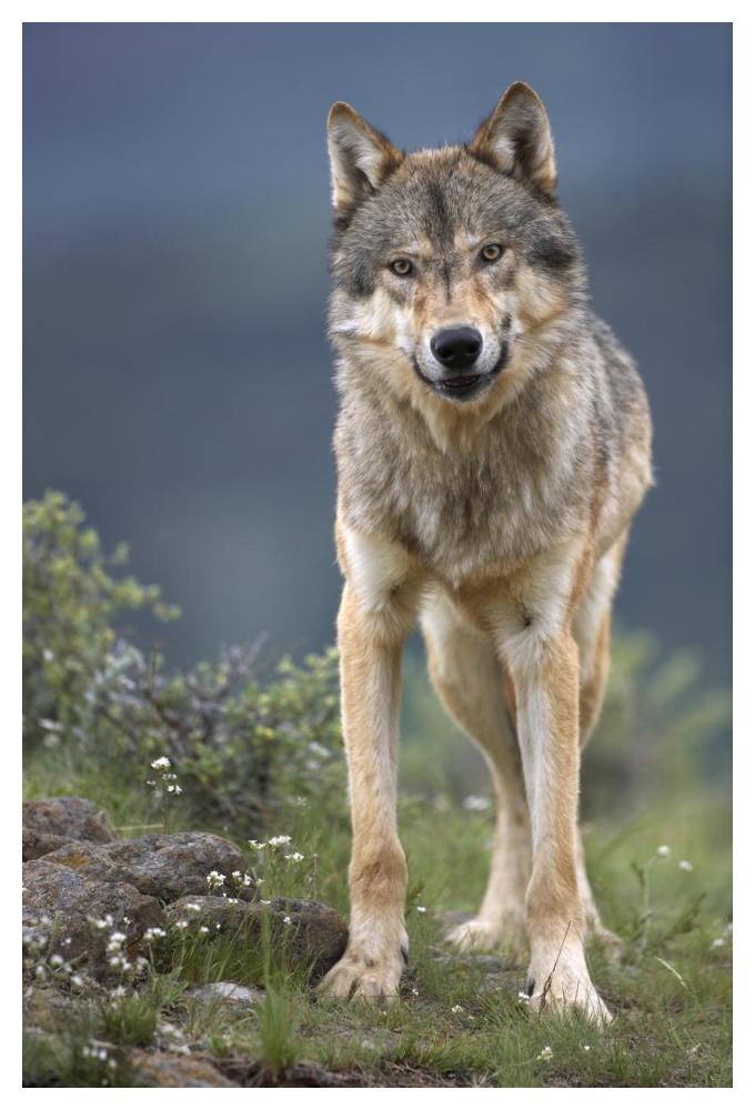 Gray Wolf North America-Paper Art-34"x50"