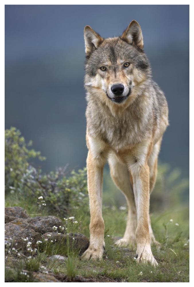 Gray Wolf North America-Paper Art-42"x62"