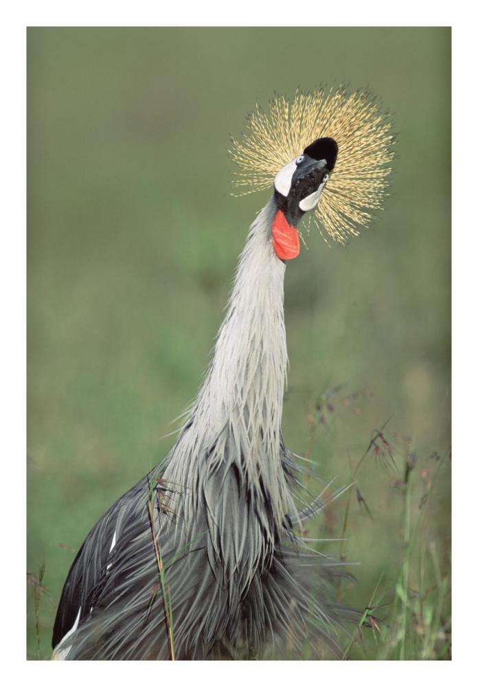 Grey Crowned Crane, Kenya-Paper Art-18"x26"