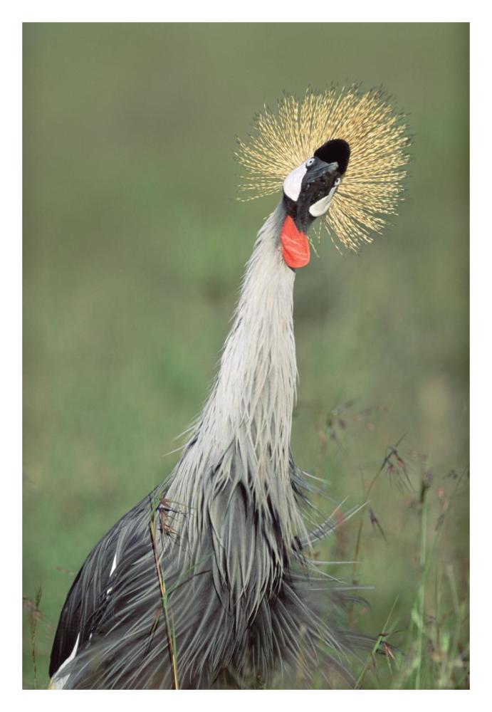 Grey Crowned Crane, Kenya-Paper Art-22"x32"