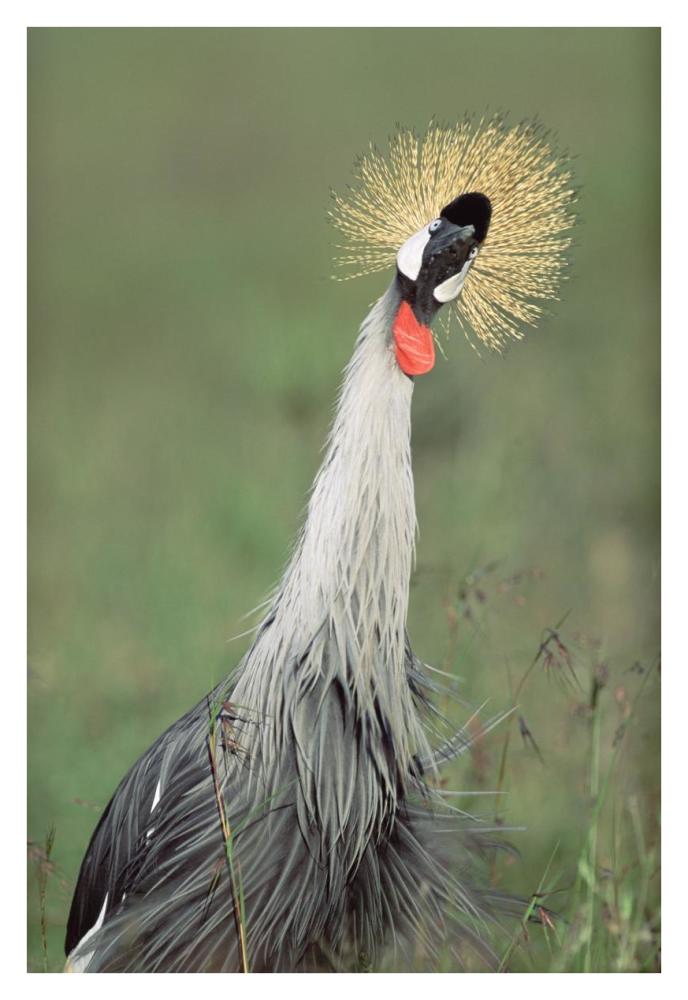 Grey Crowned Crane, Kenya-Paper Art-26"x38"