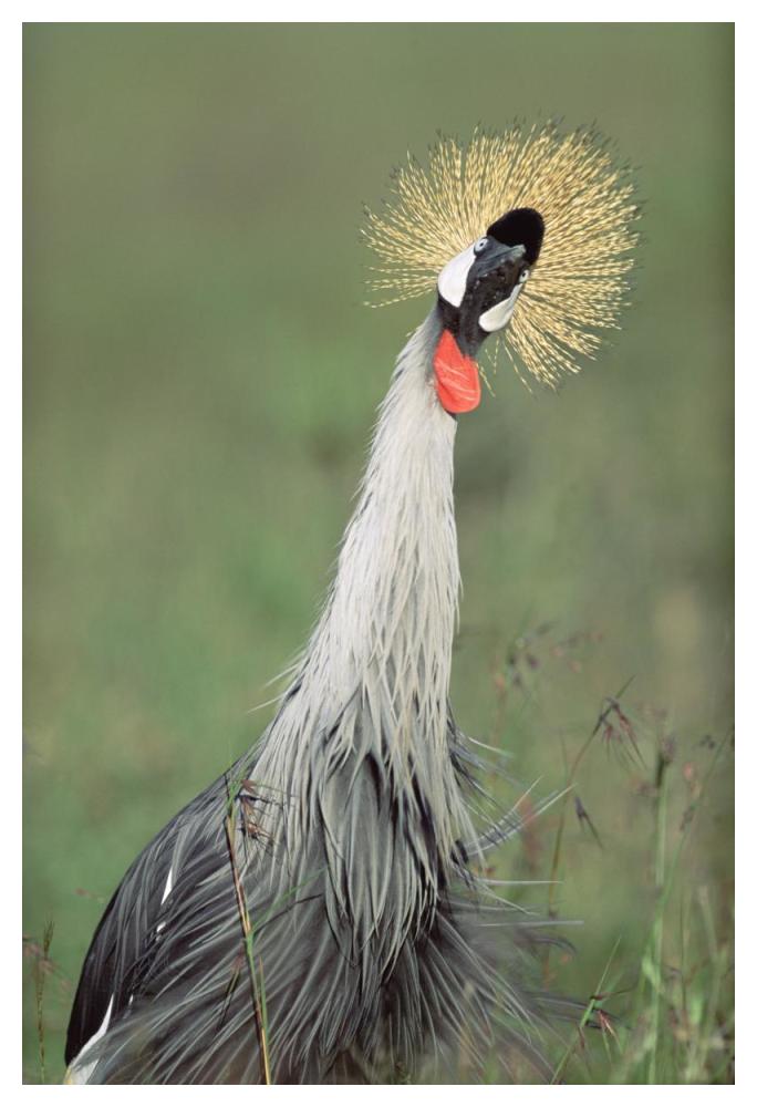 Grey Crowned Crane, Kenya-Paper Art-34"x50"