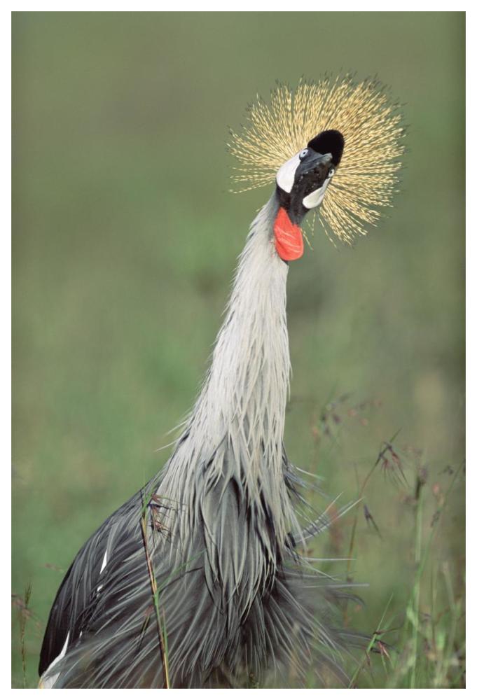 Grey Crowned Crane, Kenya-Paper Art-42"x62"