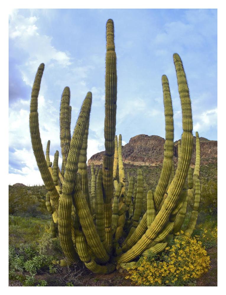 Organ Pipe Cactus Arizona-Paper Art-14"x18"