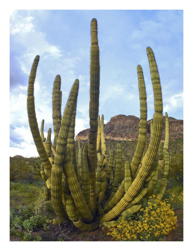 Organ Pipe Cactus Arizona-Paper Art-20"x26"