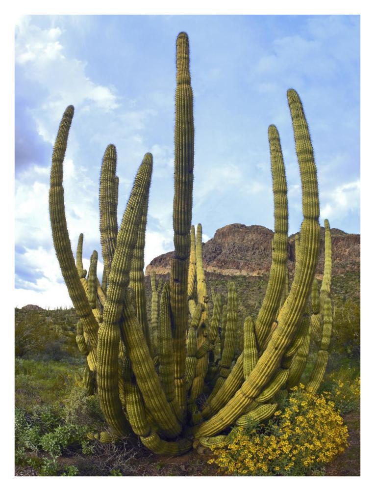 Organ Pipe Cactus Arizona-Paper Art-26"x34"
