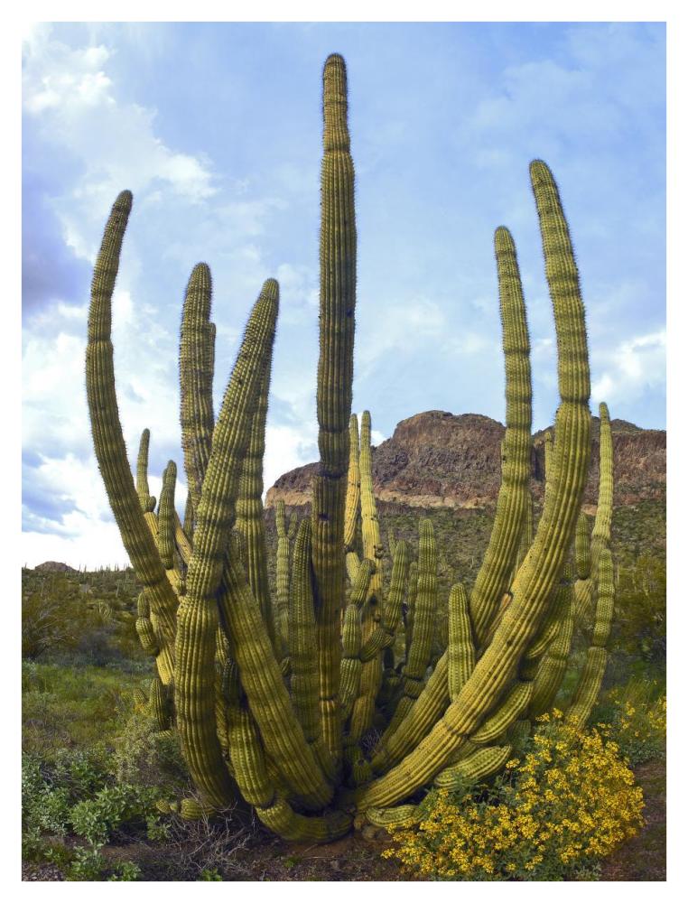 Organ Pipe Cactus Arizona-Paper Art-32"x42"