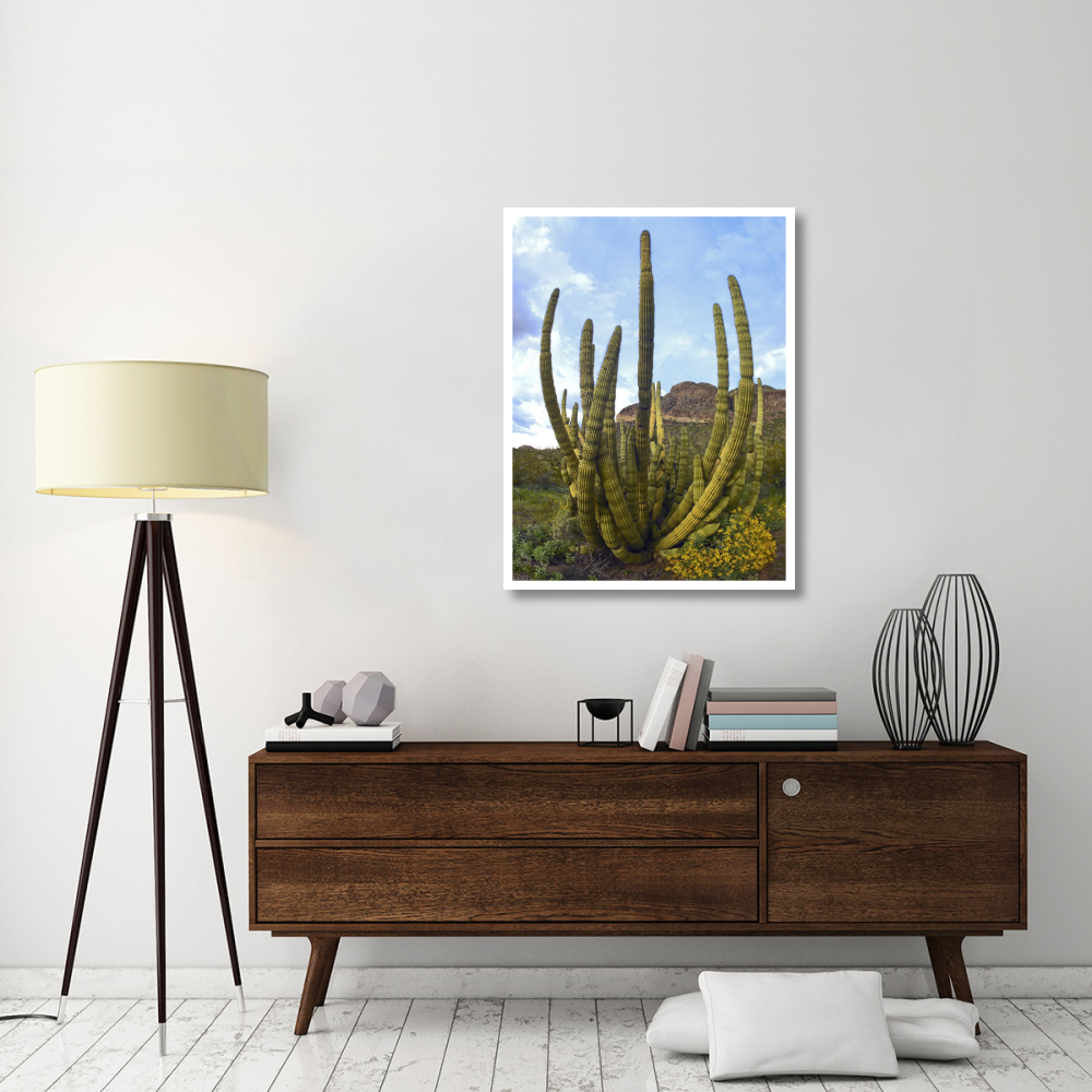 Organ Pipe Cactus Arizona-Paper Art-32&quotx42"