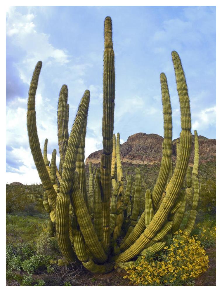 Organ Pipe Cactus Arizona-Paper Art-38"x50"