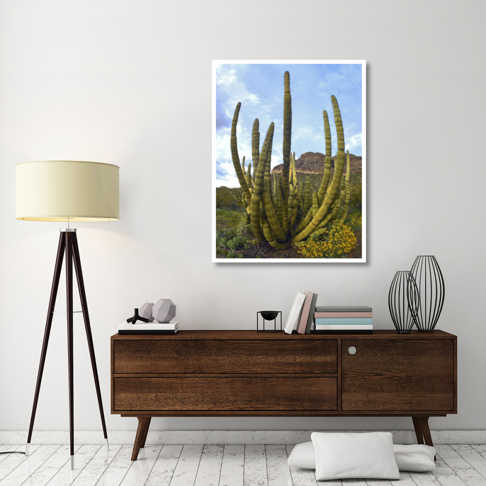 Organ Pipe Cactus Arizona-Paper Art-38&quotx50"