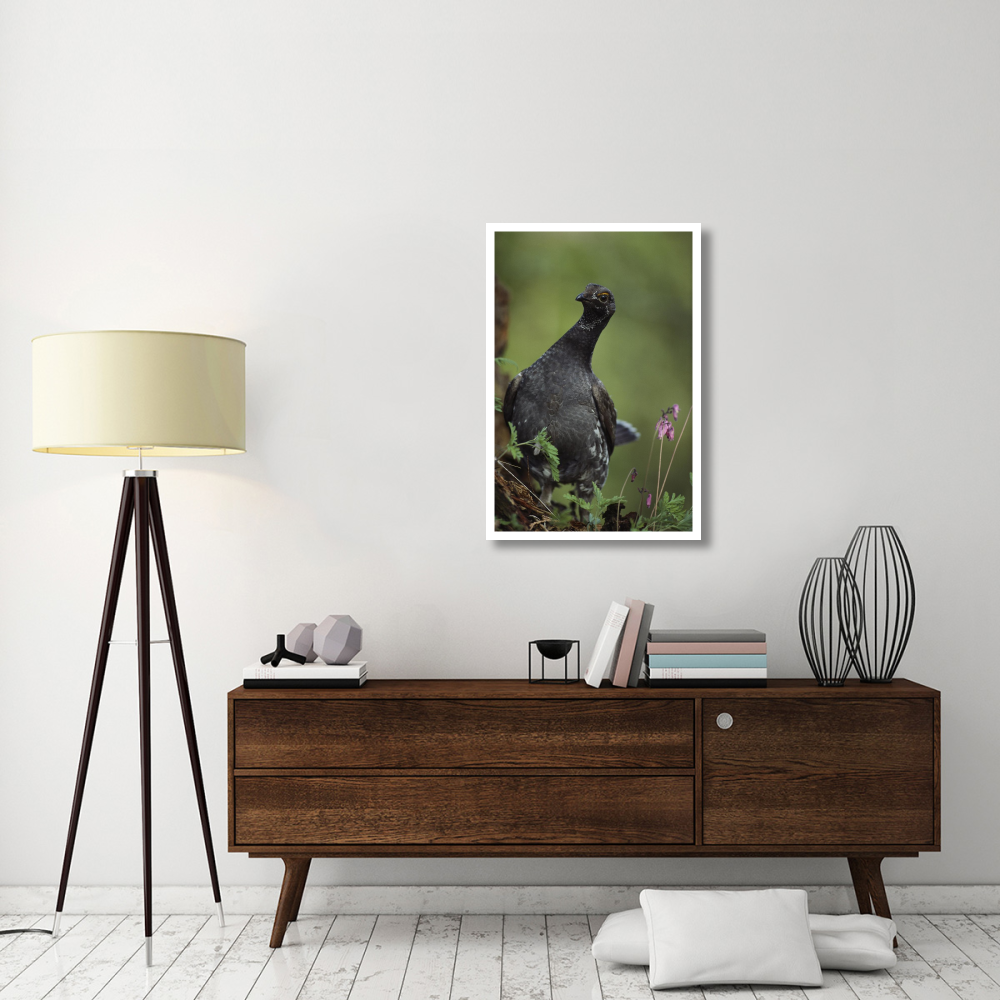 Blue Grouse, North America-Paper Art-26&quotx38"