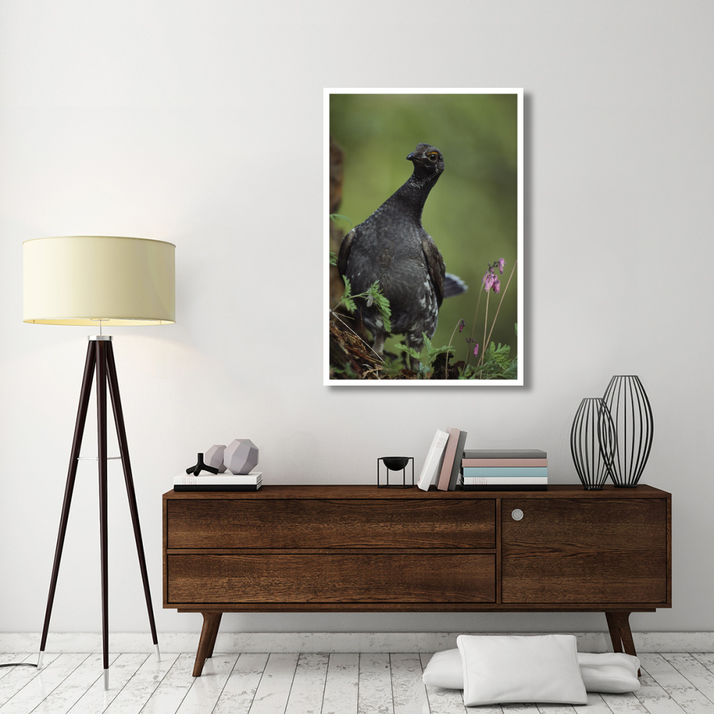 Blue Grouse, North America-Paper Art-34&quotx50"