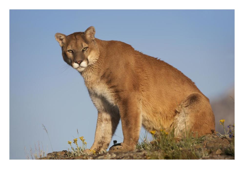 Mountain Lion North America-Paper Art-26"x18"