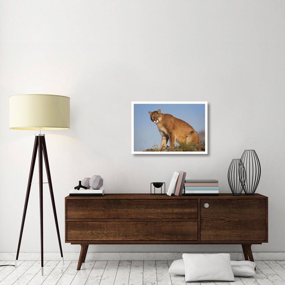Mountain Lion North America-Paper Art-32&quotx22"