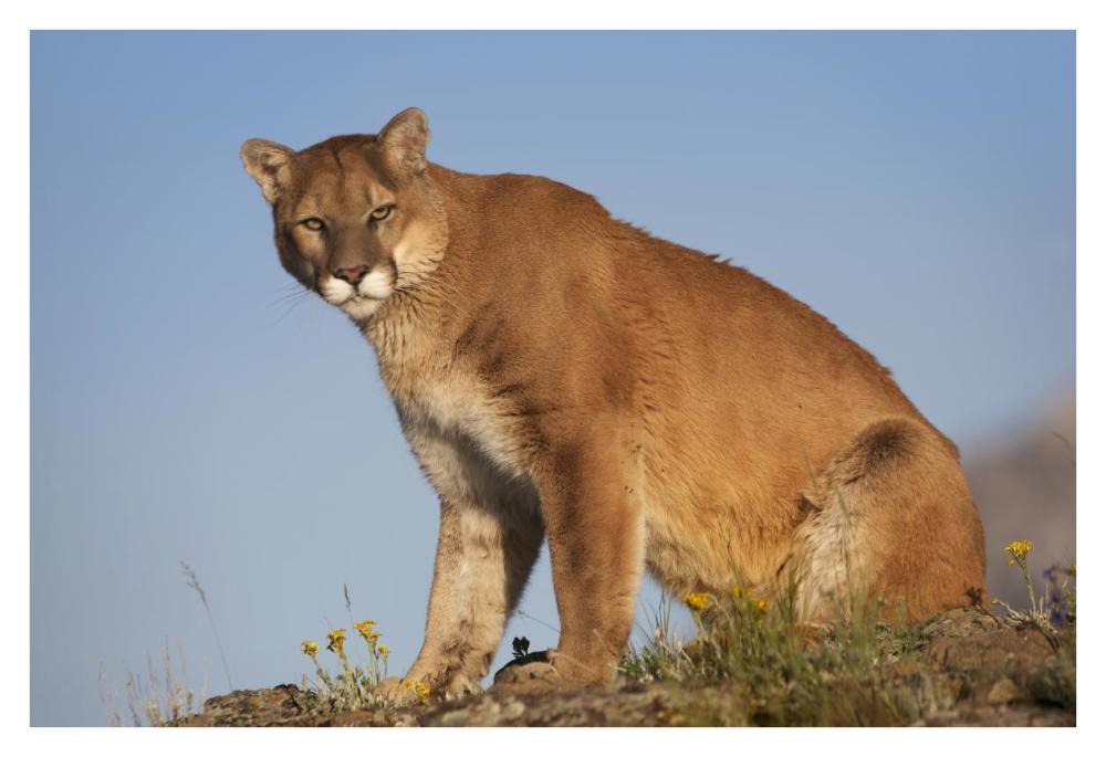Mountain Lion North America-Paper Art-38"x26"