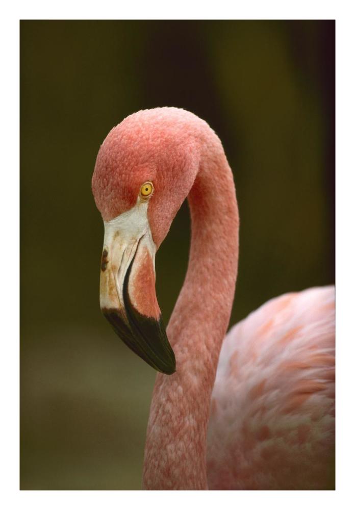 Greater Flamingo, Caribbean-Paper Art-18"x26"