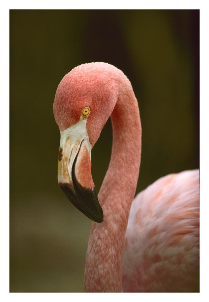 Greater Flamingo, Caribbean-Paper Art-22"x32"