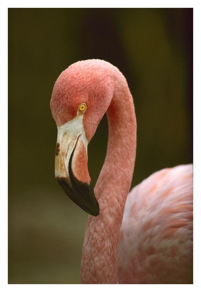 Greater Flamingo, Caribbean-Paper Art-26"x38"
