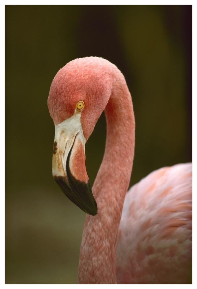 Greater Flamingo, Caribbean-Paper Art-42"x62"