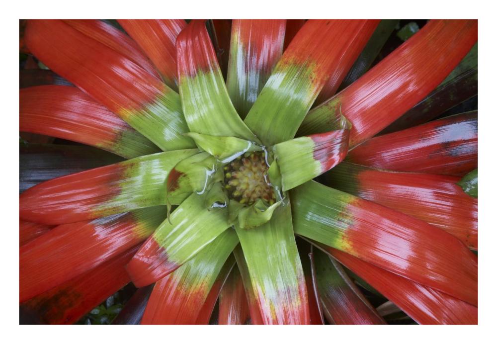 Bromeliad flower, Costa Rica-Paper Art-26"x18"