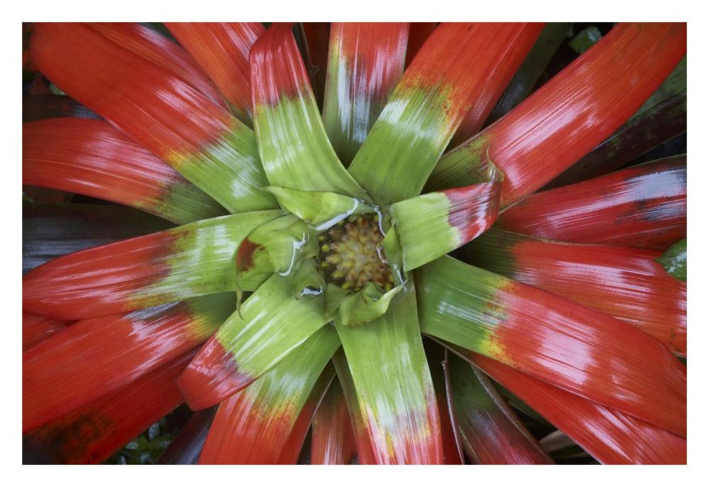Bromeliad flower, Costa Rica-Paper Art-32"x22"