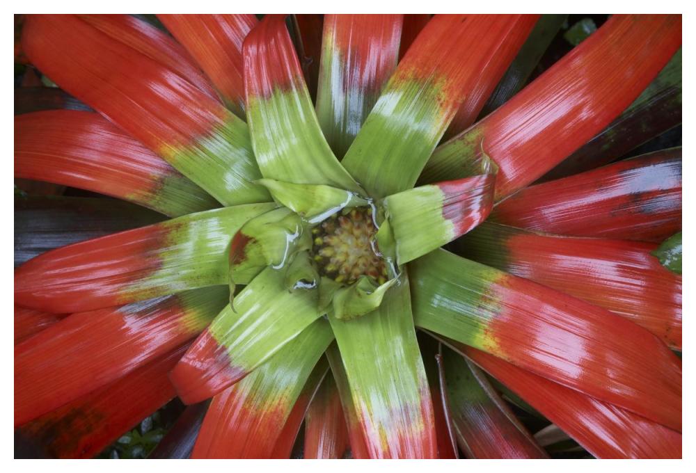 Bromeliad flower, Costa Rica-Paper Art-50"x34"