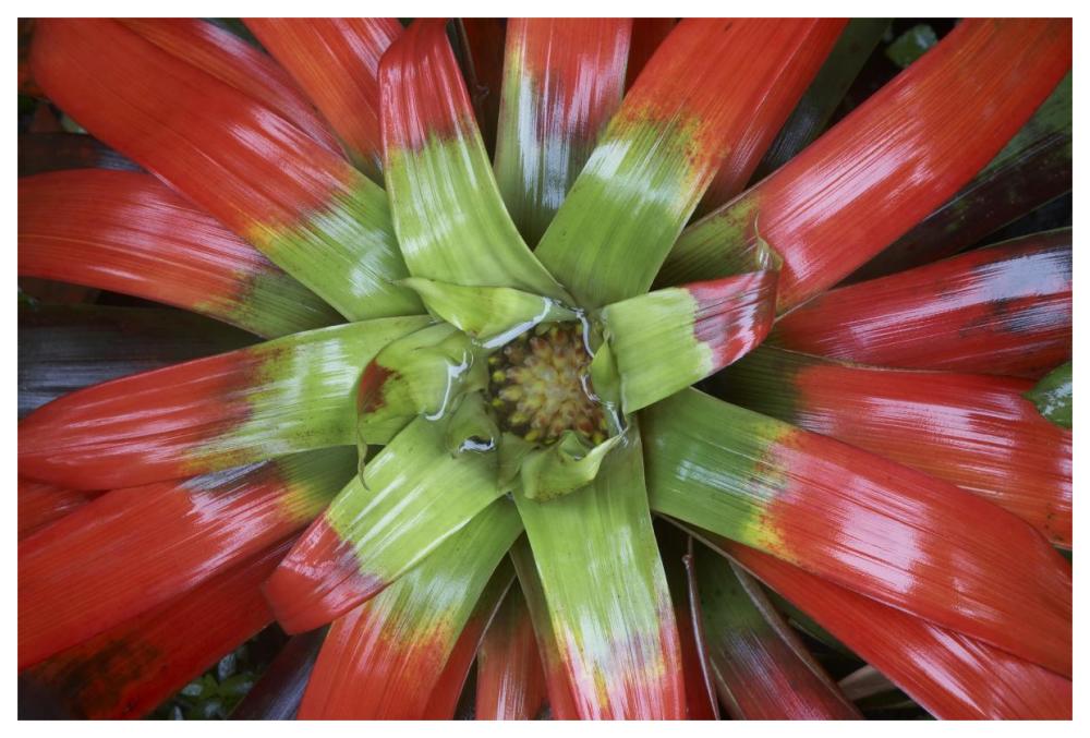 Bromeliad flower, Costa Rica-Paper Art-62"x42"