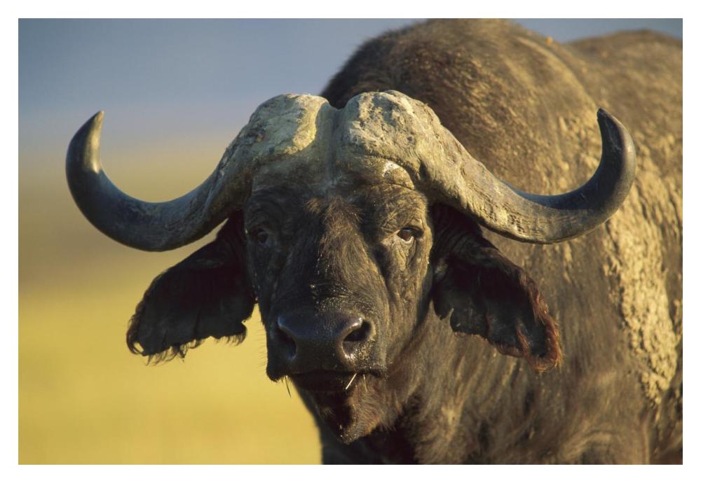 Cape Buffalo portrait, Kenya-Paper Art-20"x14"