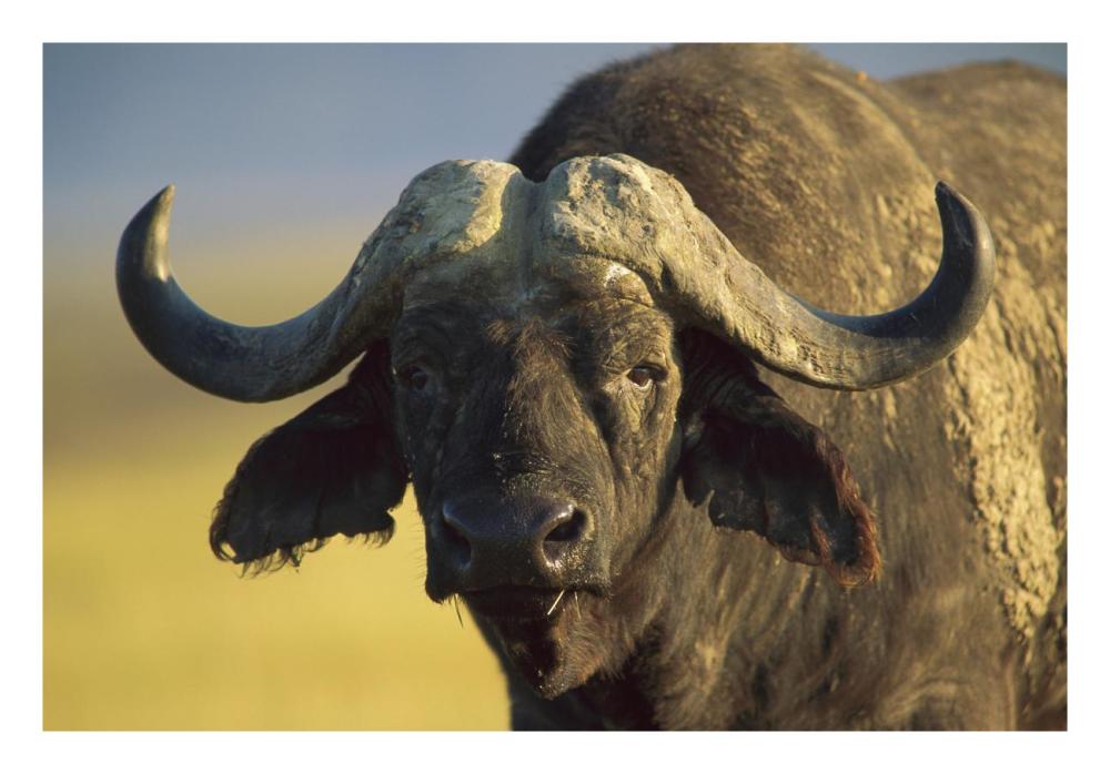 Cape Buffalo portrait, Kenya-Paper Art-26"x18"