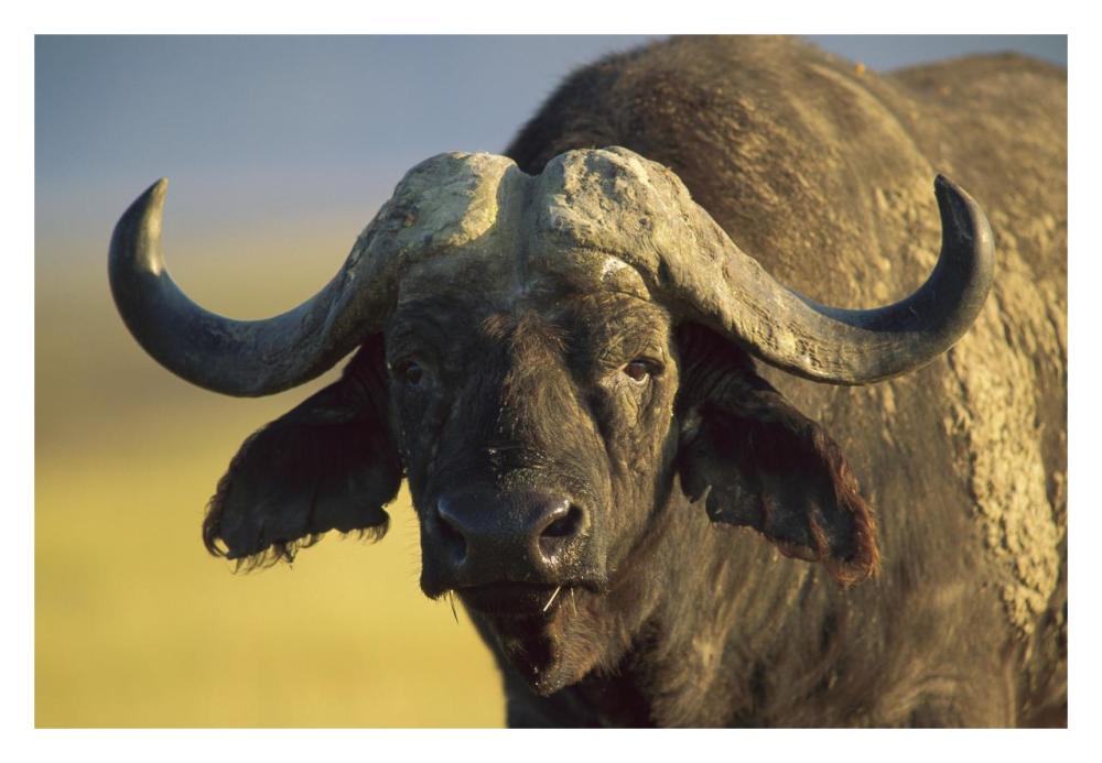 Cape Buffalo portrait, Kenya-Paper Art-32"x22"