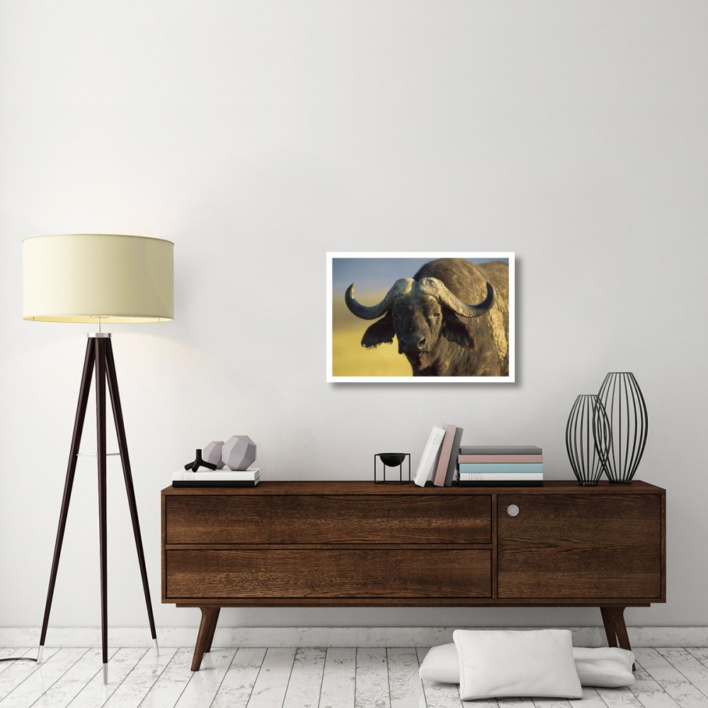 Cape Buffalo portrait, Kenya-Paper Art-32&quotx22"