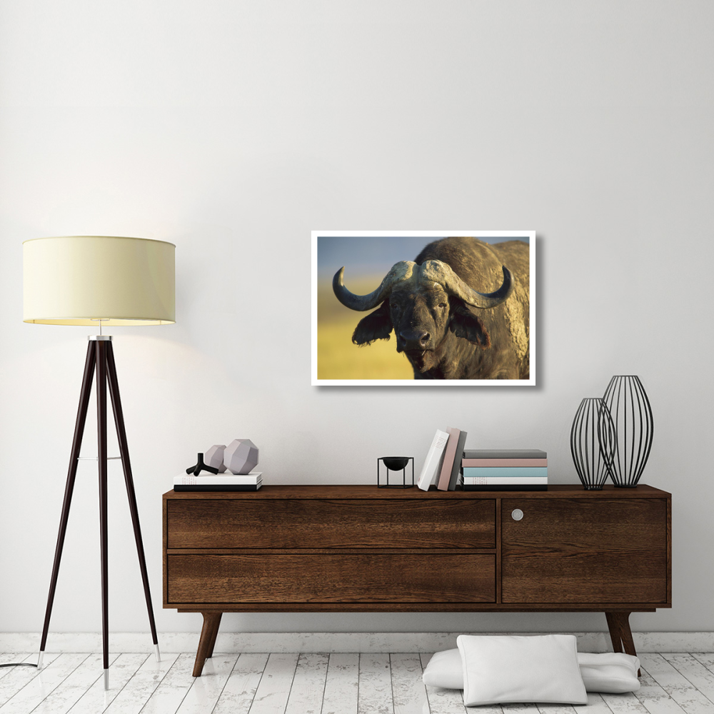 Cape Buffalo portrait, Kenya-Paper Art-38&quotx26"