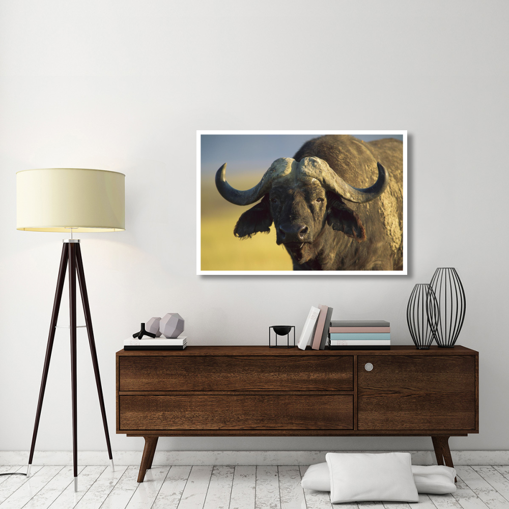 Cape Buffalo portrait, Kenya-Paper Art-50&quotx34"