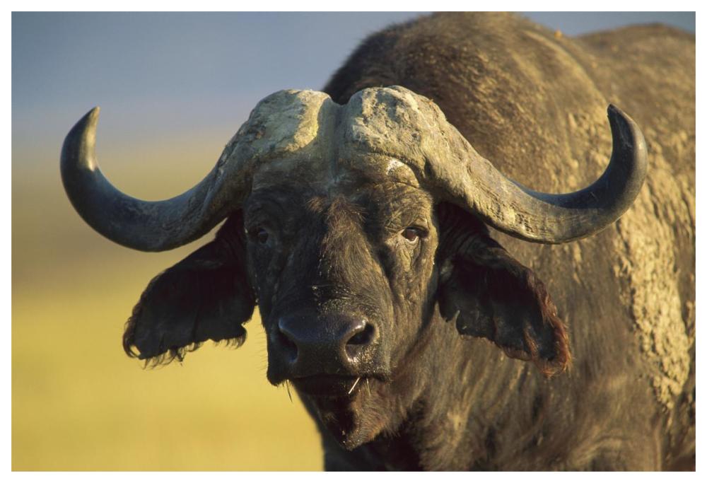 Cape Buffalo portrait, Kenya-Paper Art-62"x42"