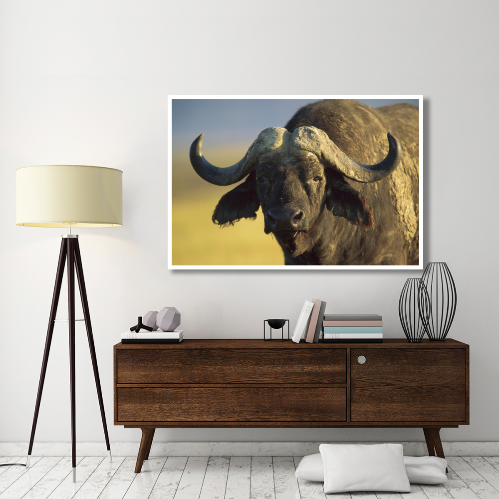 Cape Buffalo portrait, Kenya-Paper Art-62&quotx42"